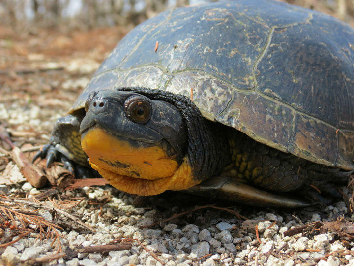 Blanding's Turtle